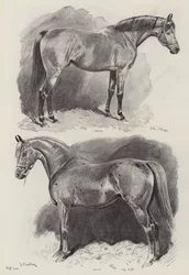 Kariera konia wyścigowego